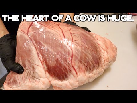 The Hatsu! The heart of a cow is huge!