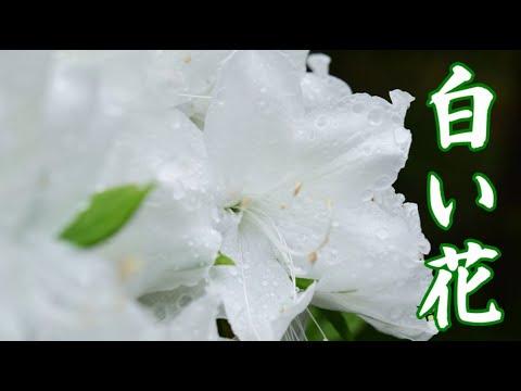 白い花　　milkye326　　（オリジナル　山崎ハコ）