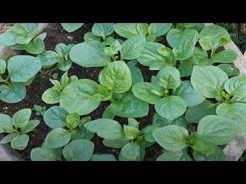 Grow simple, clean vegetables to eat