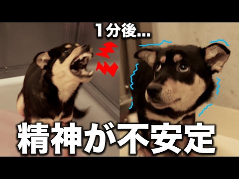 【犬のPTSD？】噛みつこうとした瞬間、震えが止まらない！愛護センターに保護された壮絶な保護犬たち...