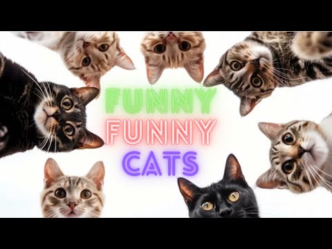 Funny Cat Videos Try Not To  Laugh 😺 Funny Cat Videos 😹 Funniest Cat Videos in The World😂 😹 Part 118