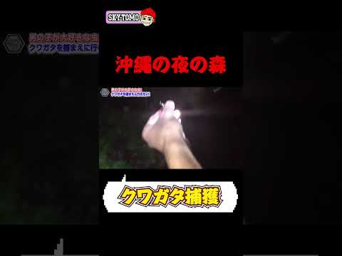 【夜の森を散策】罠を仕掛けてクワガタを捕獲　#沖縄　#クワガタ　#スカイトモ