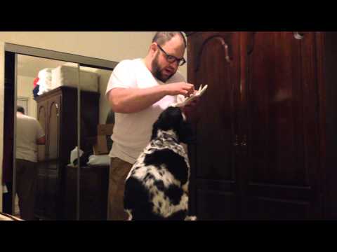 Jojo the Dog Eating Leftover Steak -- December 14, 2014