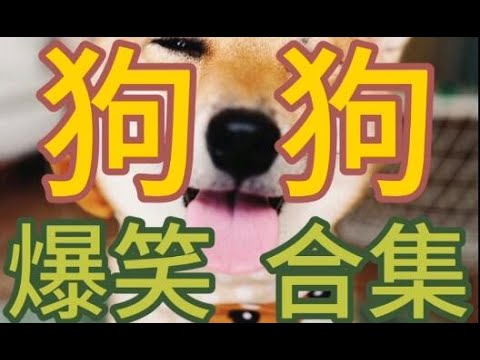 狗狗爆笑合集，看到最后有惊喜喔。大狗小狗，中华田园犬，泰迪，博美，柯基，斗牛犬，金毛和拉布拉多，牧羊犬，阿拉斯加犬，藏獒，松狮，巴哥犬，西施犬。Dogs are super funny