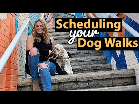 How a Dog Walker Schedules Walks