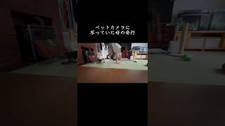 【猫ドン引き】ペットカメラに写っていた母の奇行 / Mother's odd behavior caught on pet camera  #TikTokでバズった動画　#留守番カメラ