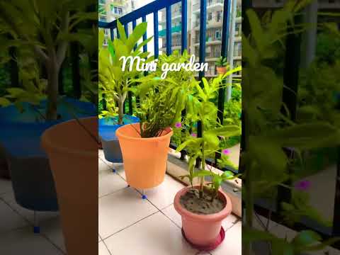 Mini Garden🪴 #plants #barish #monsoon #plantslovers #youtubeshorts #trending #tredingshorts#weather