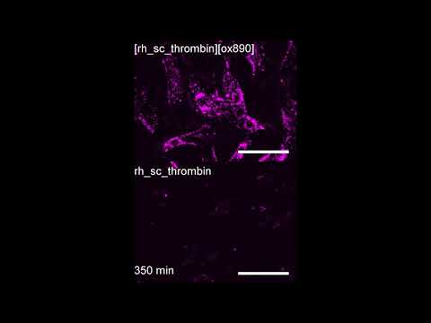 Artificial cell membrane binding thrombin constructs drive in situ fibrin hydrogel formation