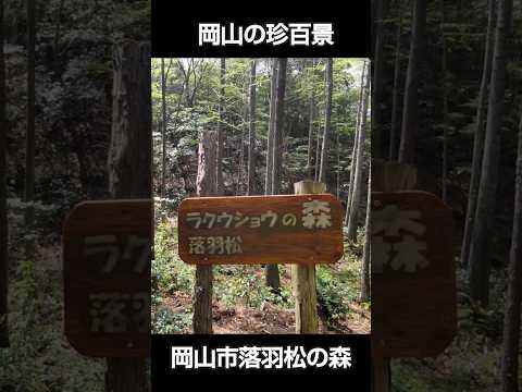 おくの細道アルプス、岡山市落羽松の森