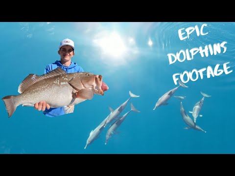 Insane Dolphin Encounter | 2024 Red Grouper season Opener | Full Limits