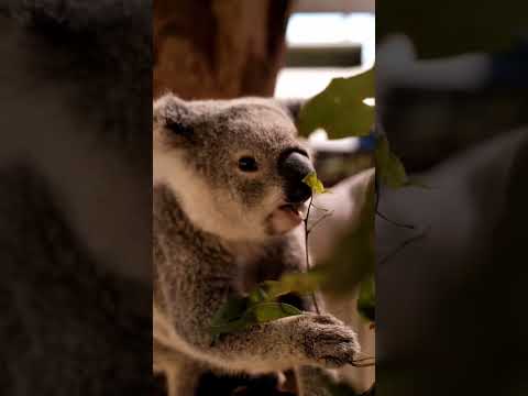 Adorable Koalas Eating - You Won't Be Able to Resist Their Cuteness!