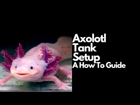 Axolotl Tank Setup (Complete Guide)