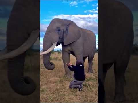 Elephant prentends to eat this guy hat…