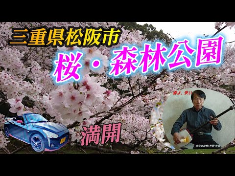 【満開の桜・森林公園】三重県 松阪市 森林公園の桜の季節です。 2024年4月6日 sibaライフ #桜の名所 #三重県 #松阪市 #松任谷由実