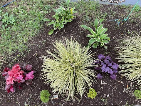 观叶植物组成的区域，玉簪、钒根、青苔和观赏草，这样搭配你觉得怎么样？