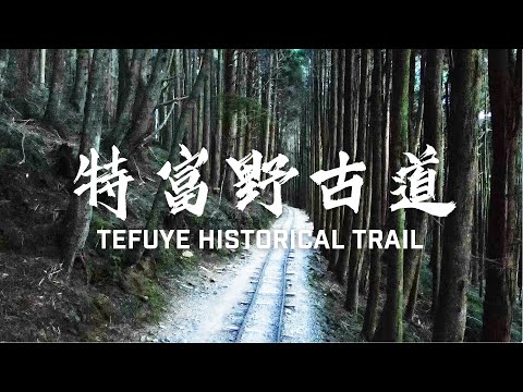 【特富野古道/Tefuye Historical Trail】走在歷史的軌道上！親臨日治砍伐檜木扁柏遺跡，體驗鄒族登玉山狩獵出草路徑！(請開字幕)