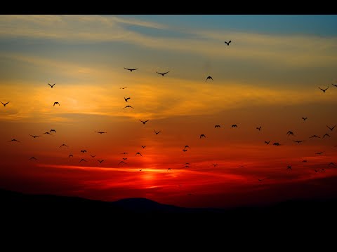 Soothing Meditation and Relaxation Music (with bird sounds)