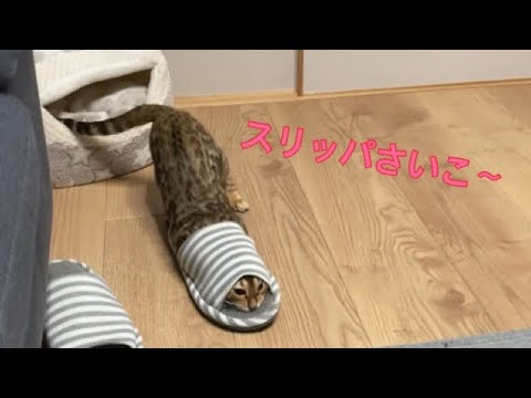 強化されて復活しちゃった猫