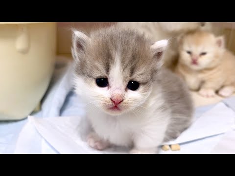 【マンチカンの子猫】顔がどんどん可愛く育っていく件 ～猫のいる生活Vol.1008～出産動画 マンチカン短足・ミヌエット・ペルシャ猫専門ブリーダー『ペット蔵人』【子猫の成長記録】