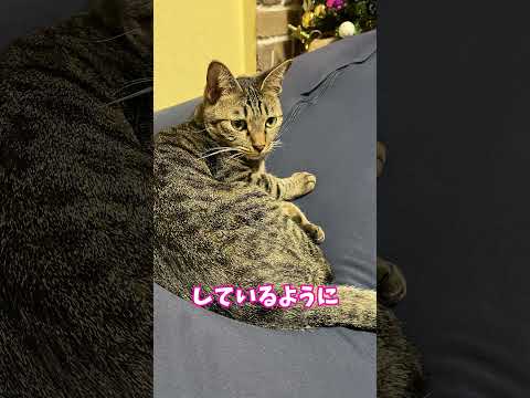 猫は素知らぬふりをしているが……。【カンザキ/エバチャンネル】