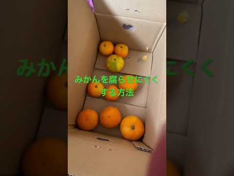 みかんを腐らせにくくする方法　How to make mandarin oranges less likely to rot