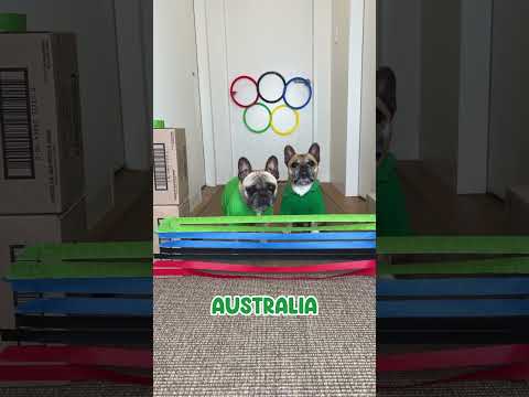 Dog Pawlympics 2024!! #olympics #olympics2024 #frenchbulldog