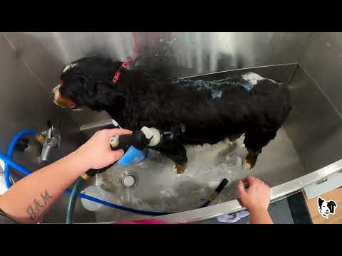 MASSIVE DOUBLE Bernese Mountain Dog GROOMING