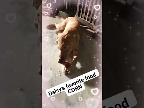 Daisy's favorite food #pets #dog #doglover #dogs #doglovers #shorts #short #viral #viralshorts #shor