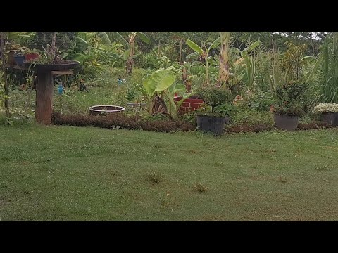 chicken sound and raining