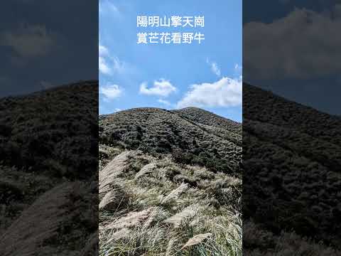 陽明山擎天崗賞芒花看野牛