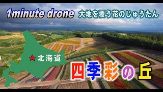 【1min. drone #97】北海道美瑛町・四季彩の丘～大地を覆う花のじゅうたん～