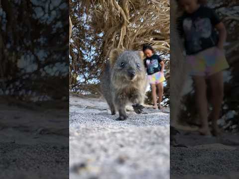 🇦🇺パースに住む世界一幸せな動物に会いに行ってきた