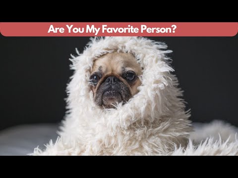 7 Signs You Are a Pug Dog's Favorite Person