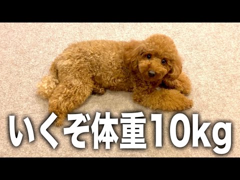 トイプードルで飼ったけどスタンダードプードルとして生きていく。【2023】