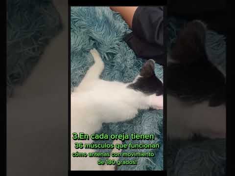 Datos curiosos de los gatos lo sabías?#viral #parati #shortvideos