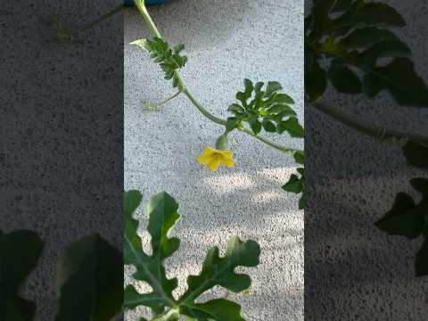 Organic watermelon flowers started pollinated in my garden in USA #organic #organicfarming #shorts