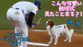 デコピン始球式とか！可愛すぎる！！！🐶FIRST PITCH BY 'DECOY'!