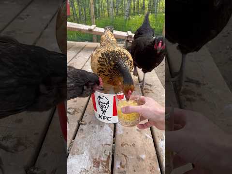 Happy KFC Bucket Chicken Eating Corn. #shorts #kfc #animals #chicken #farm #cute #funny #handfeeding