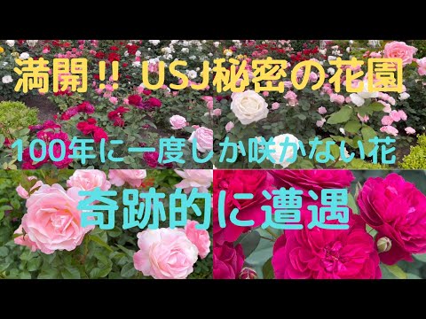 【ＵＳＪ】満開バラ園　一生に一度咲く花に偶然遭遇