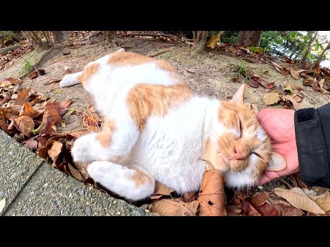 Two rival cats compete to interact with humans