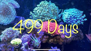 Red Sea REEFER 250 珊瑚缸 Coral Tank 499Days