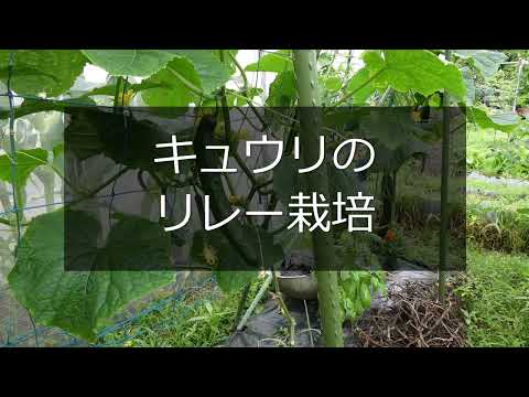 【図解 キュウリのリレー栽培】長～く収穫  家庭菜園30年目