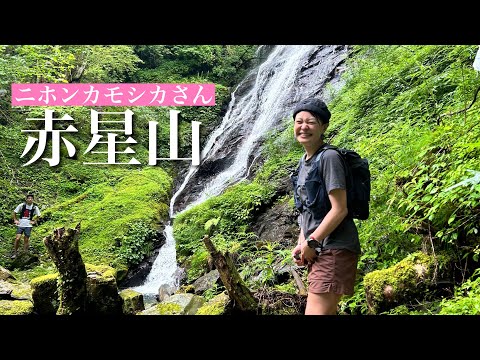 ニホンカモシカに出会えた日【赤星山】これぞ愛媛の屋久島 梅雨末期 滝の水量に圧倒されました