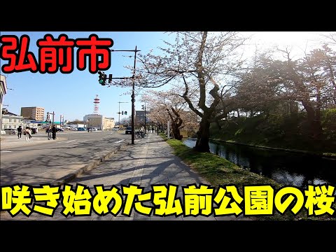 【青森県弘前市】 弘前さくらまつり2024 開催直後の弘前公園周辺を散策 出店と満開の外堀 【休日は駐車場も満車です】