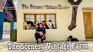 The Scenery Vintage Farm , เดอะซีนเนอรี่วินเทจฟาร์ม สวนผึ้ง ราชุบรี #sheep