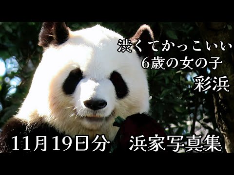 浜家🐼写真集　11月19日分 (2024)