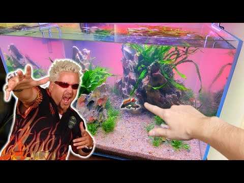 Adding Guy Fieri To My Fish Tank!