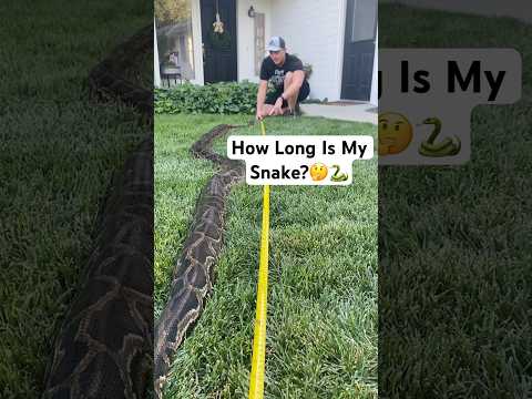 How Long Is My Snake?🤔🐍#shorts #python