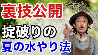 【水やりが辛い方へ】真夏の水やりは楽にできます　　　　【カーメン君】【園芸】【ガーデニング】【初心者】