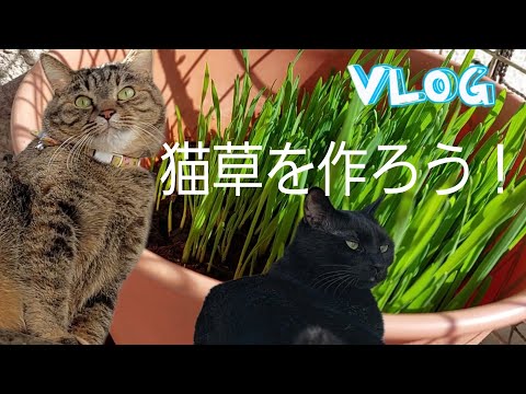 【猫動画】君達の大好物を一緒に作ろう